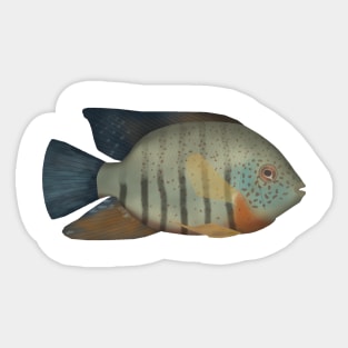 Red Tiger Severum Sticker